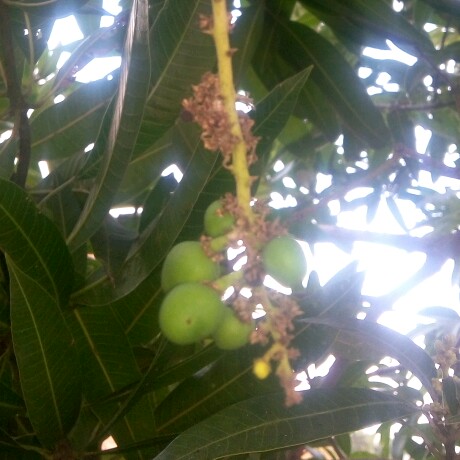 Mango flowering