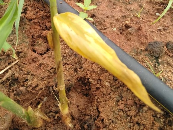 Ginger crop with 50 days 