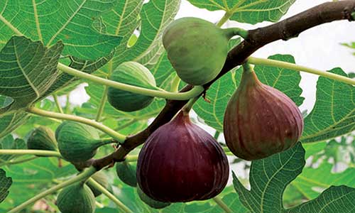 Phal-Phool-Tree