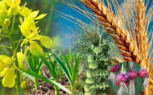 Rabi Crops List - Example of Rabi Season Crops in India