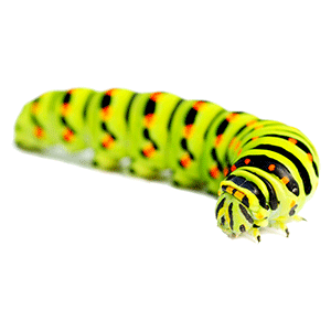 Caterpillars (इल्ली)
