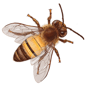 Drosophila melanogaster (फल मक्खियां)
