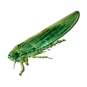 Leafhoppers or Jassids (हरा मच्छर)
