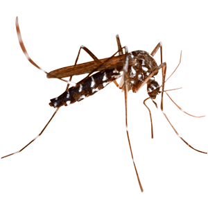 Mosquito (मच्छर)
