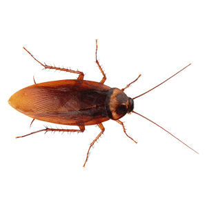 Roaches (तिलचिट्टा)
