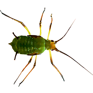 Aphid ( माहू)
