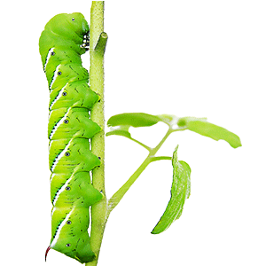 Tobacco Caterpillar (तम्बाकू की सुंडी)
