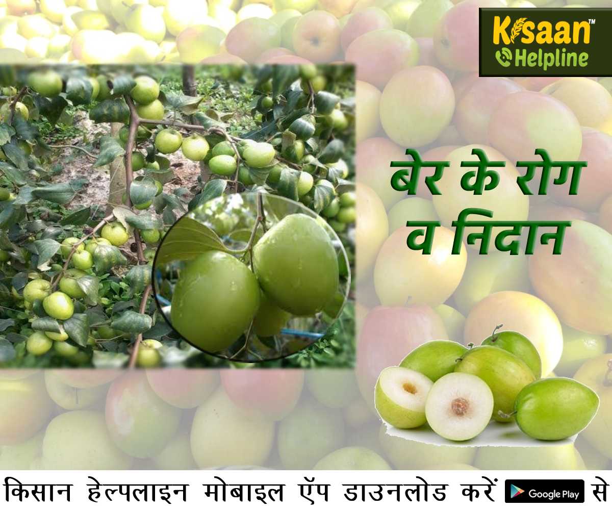 Plum Farming: बेर के प्रमुख हानिकारक रोग व निदान