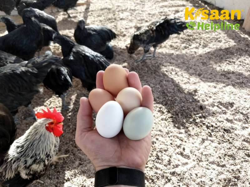 कुक्कुट प्रशिक्षण (Poultry Training)