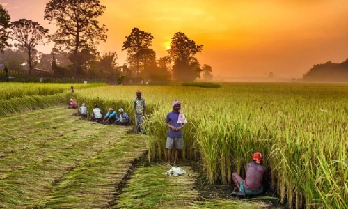 How to Prepare an Agricultural Value-Adding Business Initiative