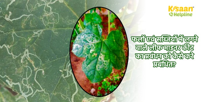 फलों एवं सब्जियों में लगने वाले लीफ माइनर कीट का प्रबंधन को कैसे करे प्रबंधित?