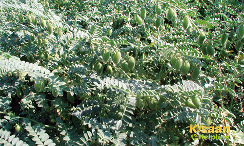 Gram (चना)