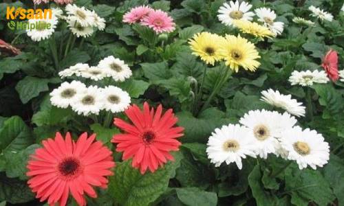 Gerbera  (जरबेरा)