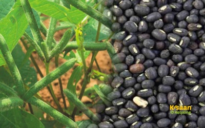 Urad (उड़द)