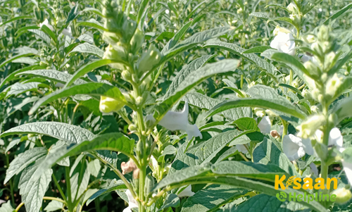 Sesame (तिल)